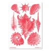 Haeckel – Prosobranchia koralrød – Ocean (2024)